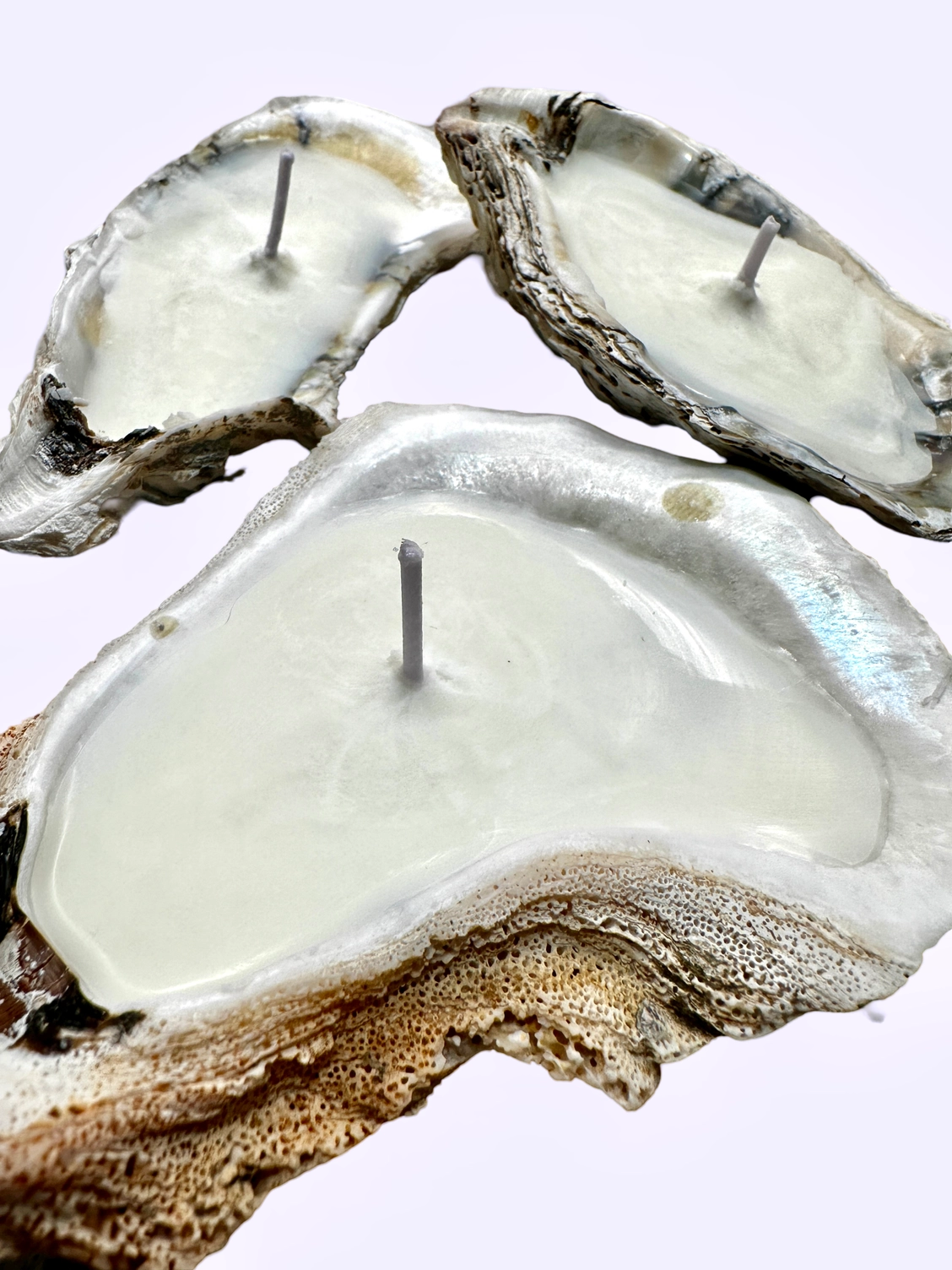 Beautiful oyster shell candles